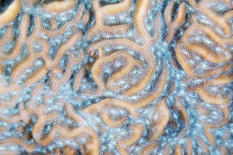 Макрофотографии кораллов