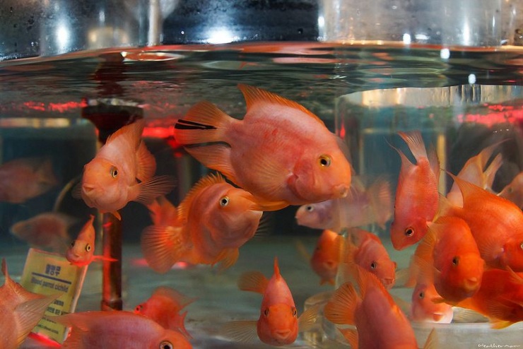 Сеул – город, в котором сосуществуют прошлое и будущее (106 фото)