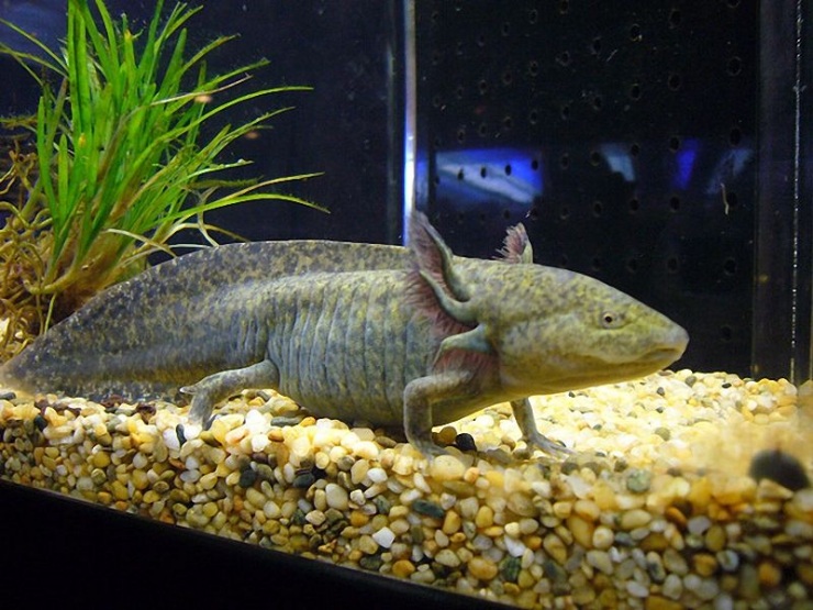 Сеул – город, в котором сосуществуют прошлое и будущее (106 фото)