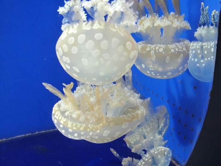 Сеул – город, в котором сосуществуют прошлое и будущее (106 фото)