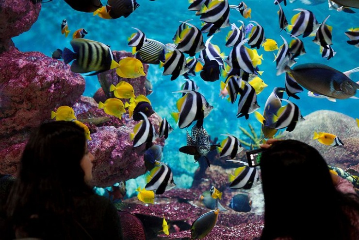 Сеул – город, в котором сосуществуют прошлое и будущее (106 фото)