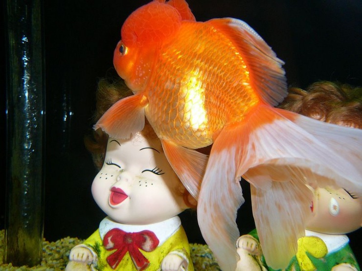 Сеул – город, в котором сосуществуют прошлое и будущее (106 фото)