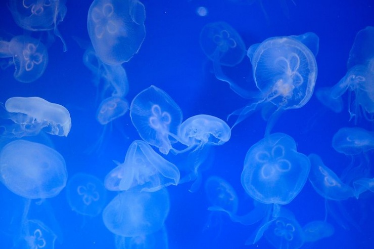 Сеул – город, в котором сосуществуют прошлое и будущее (106 фото)