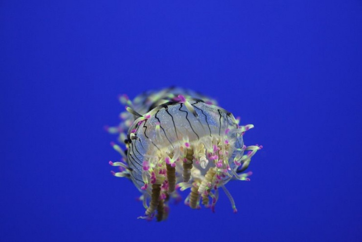 Сеул – город, в котором сосуществуют прошлое и будущее (106 фото)