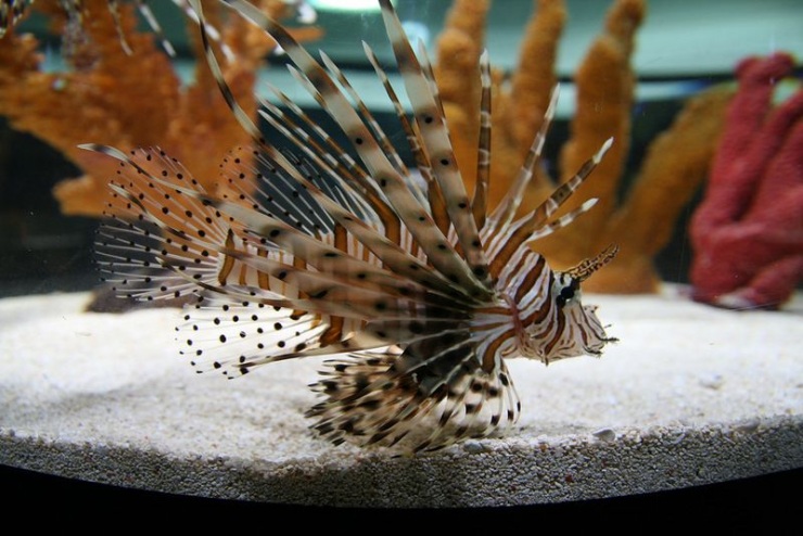 Сеул – город, в котором сосуществуют прошлое и будущее (106 фото)