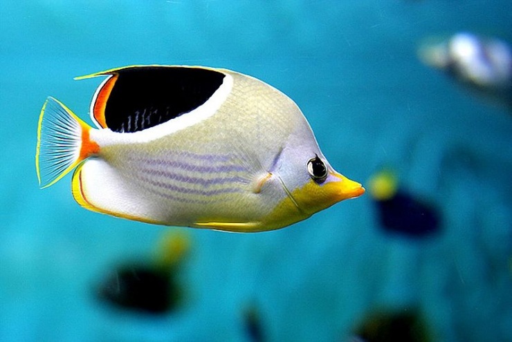 Сеул – город, в котором сосуществуют прошлое и будущее (106 фото)