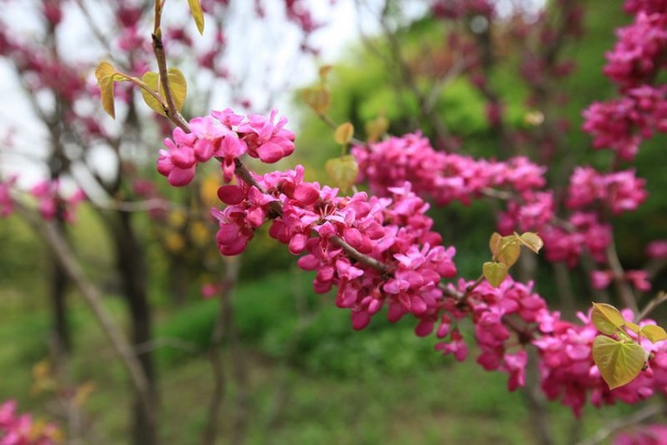 Сеул – город, в котором сосуществуют прошлое и будущее (106 фото)