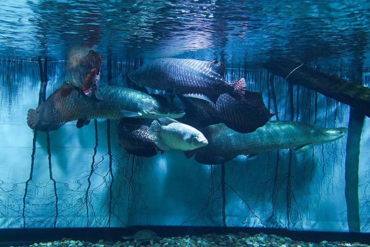 Сеул – город, в котором сосуществуют прошлое и будущее (106 фото)