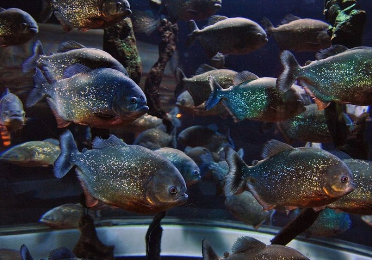 Сеул – город, в котором сосуществуют прошлое и будущее (106 фото)