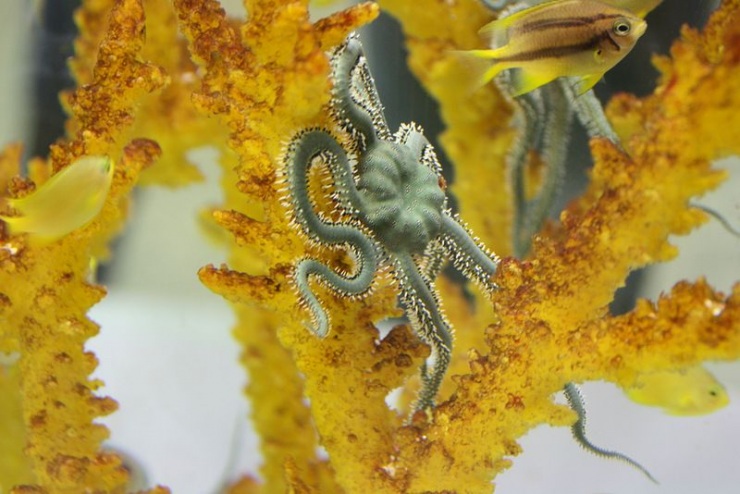 Сеул – город, в котором сосуществуют прошлое и будущее (106 фото)