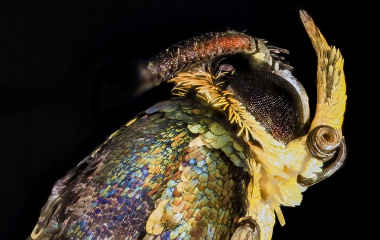 Прекрасные насекомые