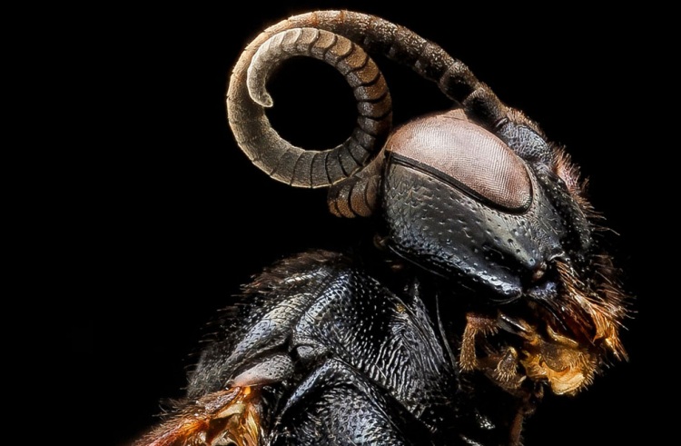 Прекрасные насекомые