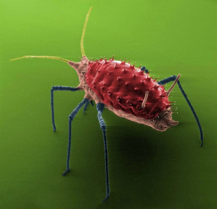 Макрофотографии обычных вещей - Фишки.нет