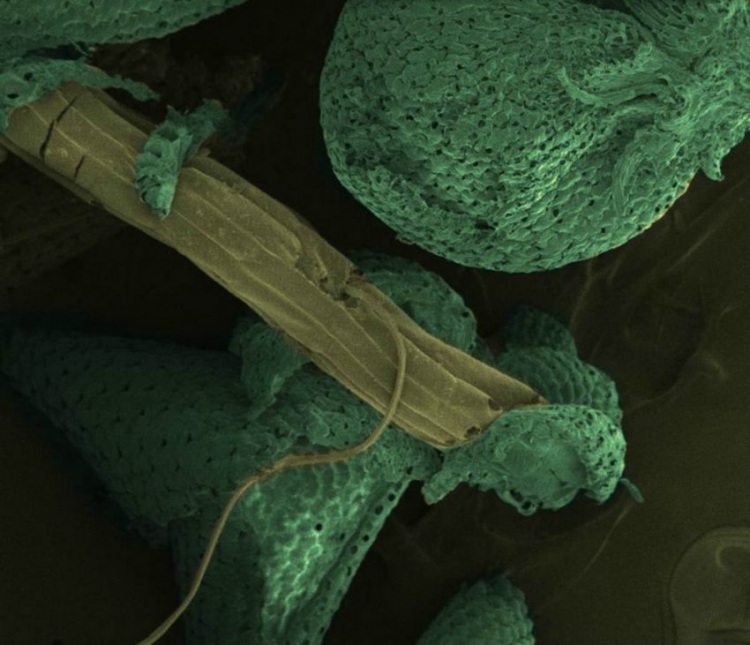 Макрофотографии обычных вещей - Фишки.нет