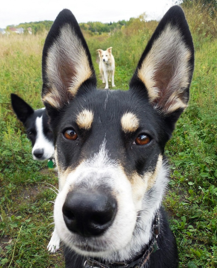 Фотобомбы и фотобомбочки