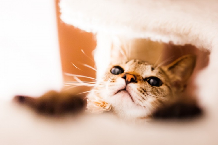 Всем любителям кошек посвящается