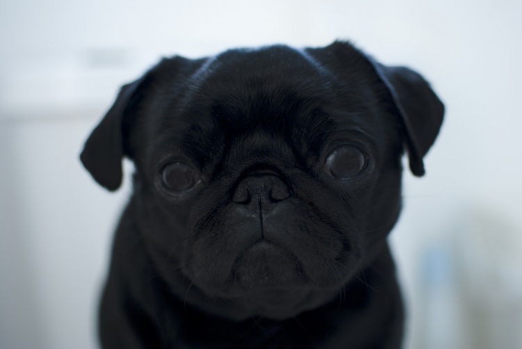 Грустные щеночки