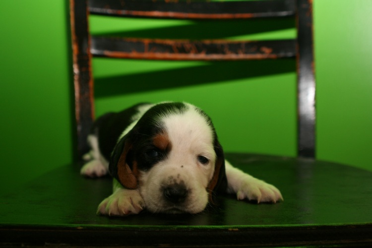 Грустные щеночки