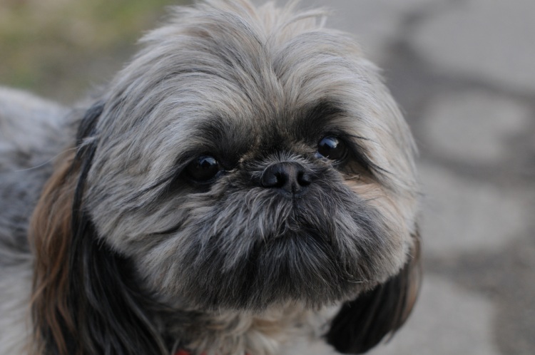 Грустные щеночки