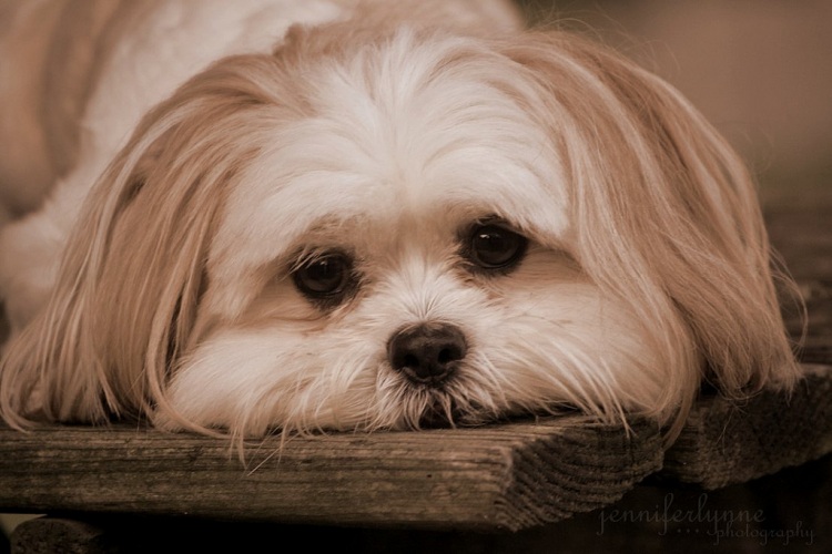 Грустные щеночки