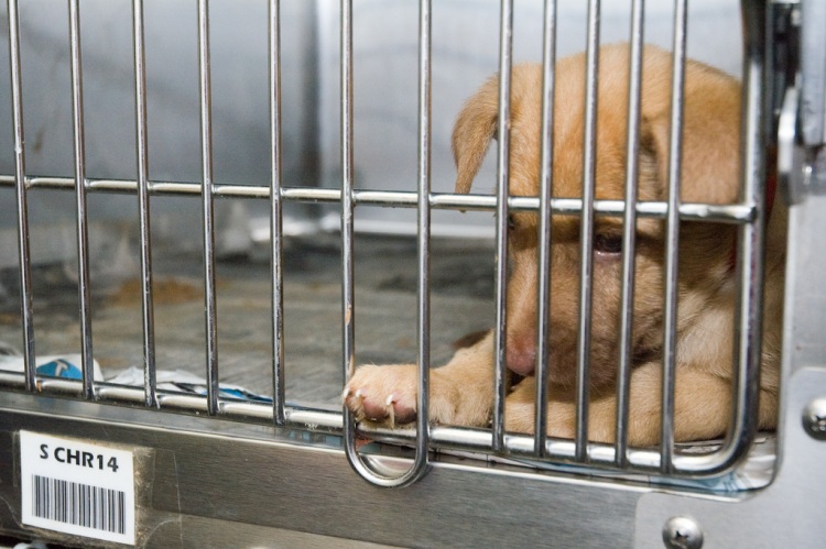 Грустные щеночки