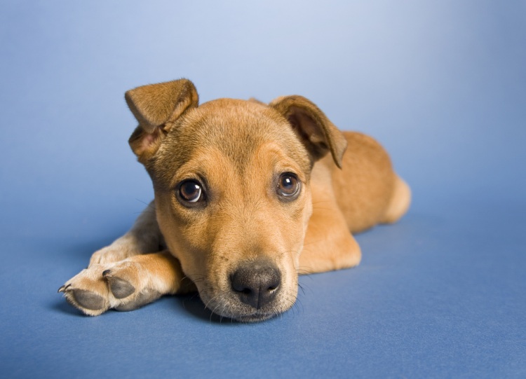 Грустные щеночки