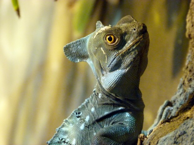 10 самых странных животных, которых выращивают на фермах