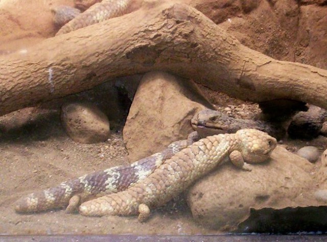 Животные, выражающие чувства гораздо романтичней людей