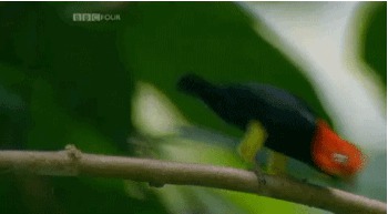 Животные, выражающие чувства гораздо романтичней людей