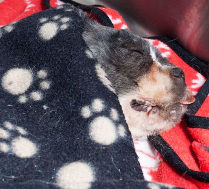 Бездомный комок шерсти (10 фото)