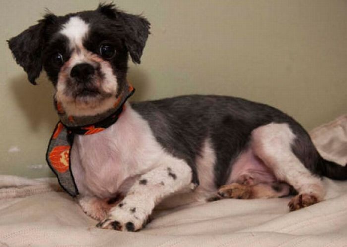 Бездомный комок шерсти (10 фото)