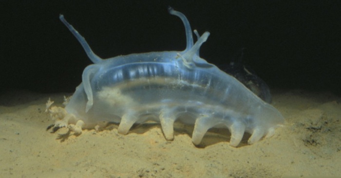 Новые изобретения, подсказанные природой