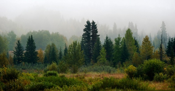 Новые изобретения, подсказанные природой