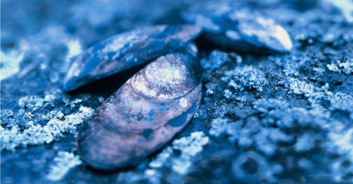 Новые изобретения, подсказанные природой