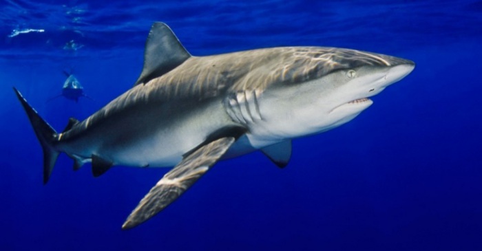 Новые изобретения, подсказанные природой