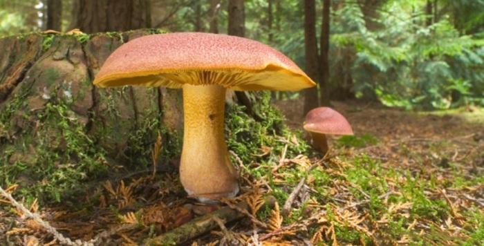 Новые изобретения, подсказанные природой