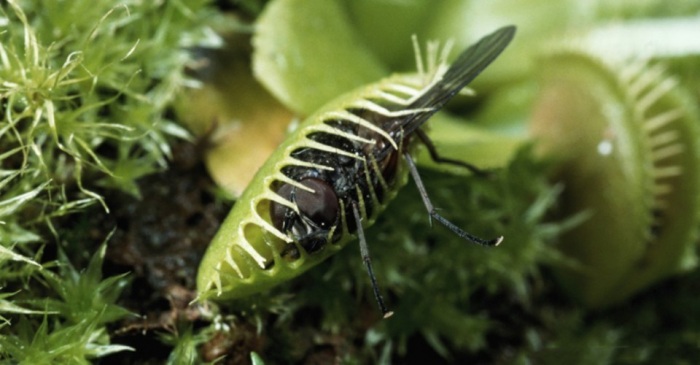 Новые изобретения, подсказанные природой