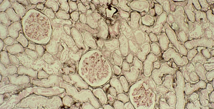 Новые изобретения, подсказанные природой
