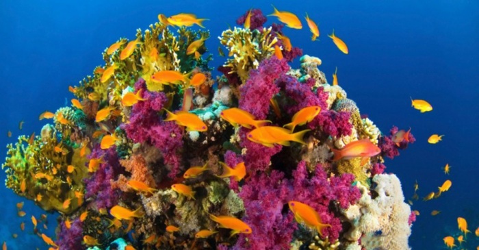 Новые изобретения, подсказанные природой