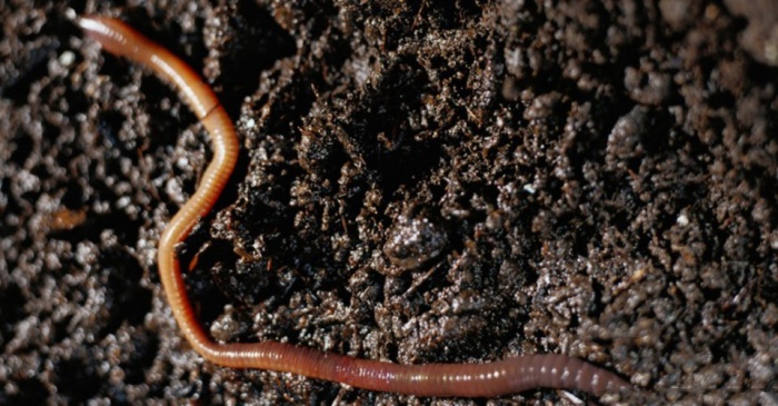 Новые изобретения, подсказанные природой