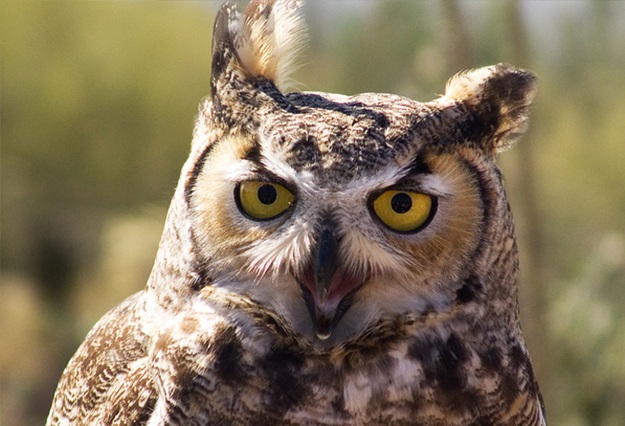 Улыбка в мире животных (26 фото)