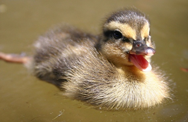 Улыбка в мире животных (26 фото)