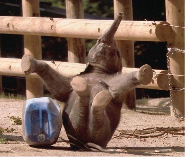 Улыбка в мире животных (26 фото)