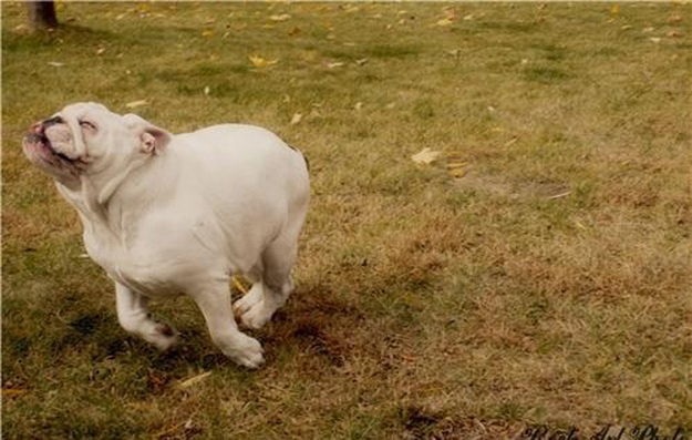 Улыбка в мире животных (26 фото)