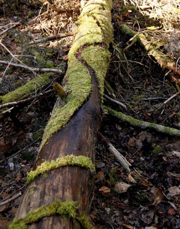 Великий природный художник Энди Голдсуорти