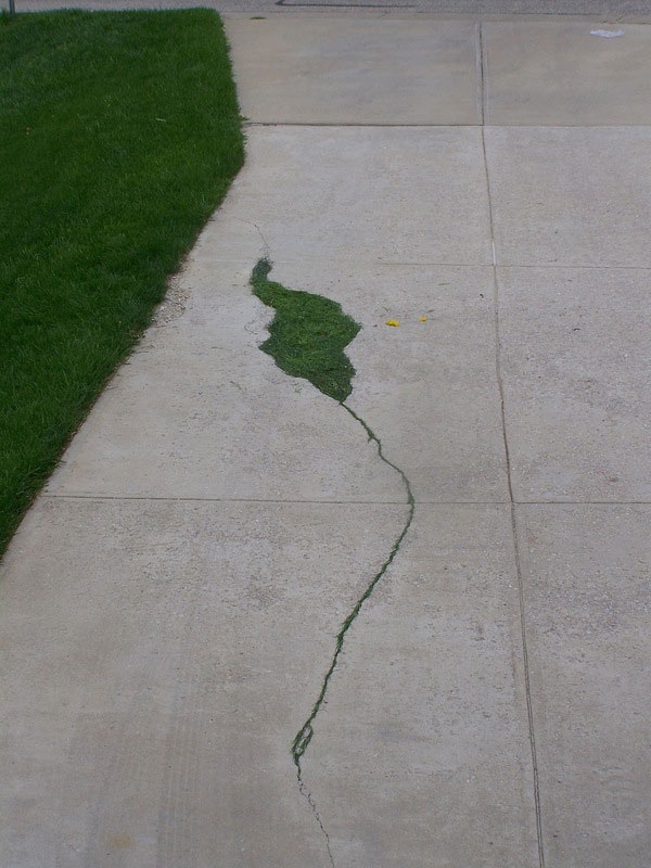 Великий природный художник Энди Голдсуорти