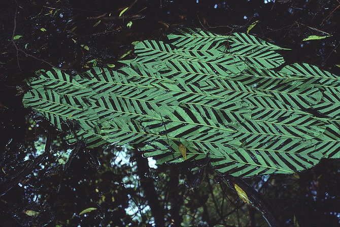 Великий природный художник Энди Голдсуорти
