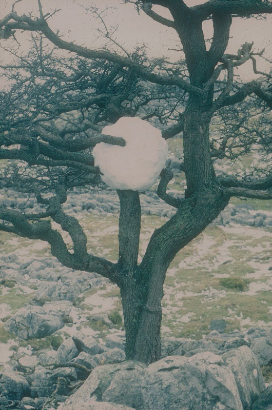 Великий природный художник Энди Голдсуорти