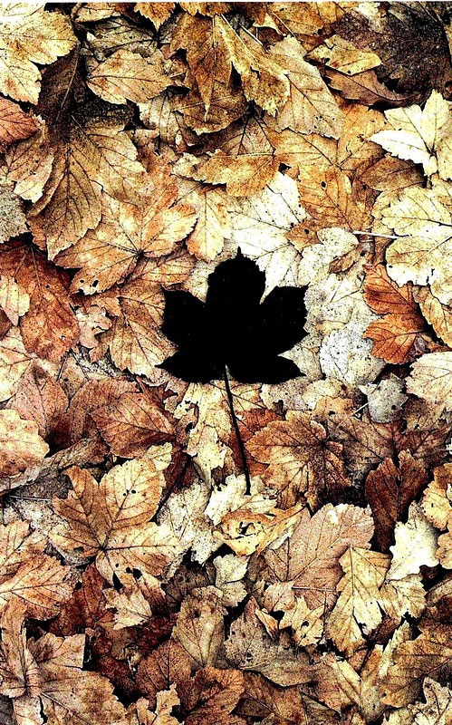 Великий природный художник Энди Голдсуорти