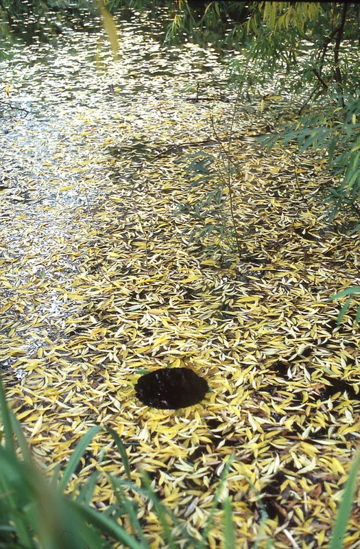 Великий природный художник Энди Голдсуорти